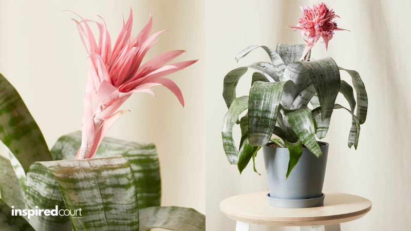 Indoor Plants That Don't Need Sun