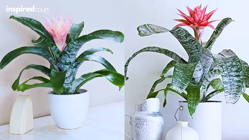Indoor Plants That Don't Need Sun