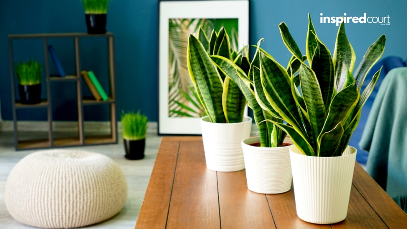 Indoor Plants That Don't Need Sun